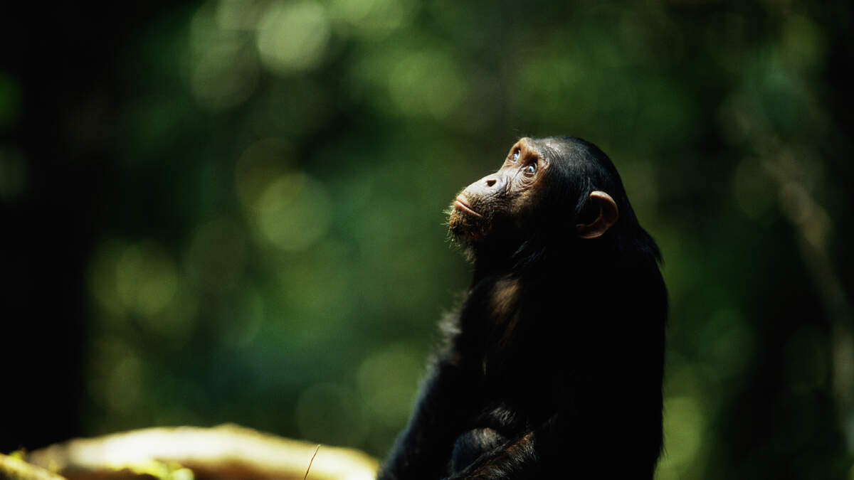 Chimpanzee Sees Sky For First Time After Being in Captivity for 28