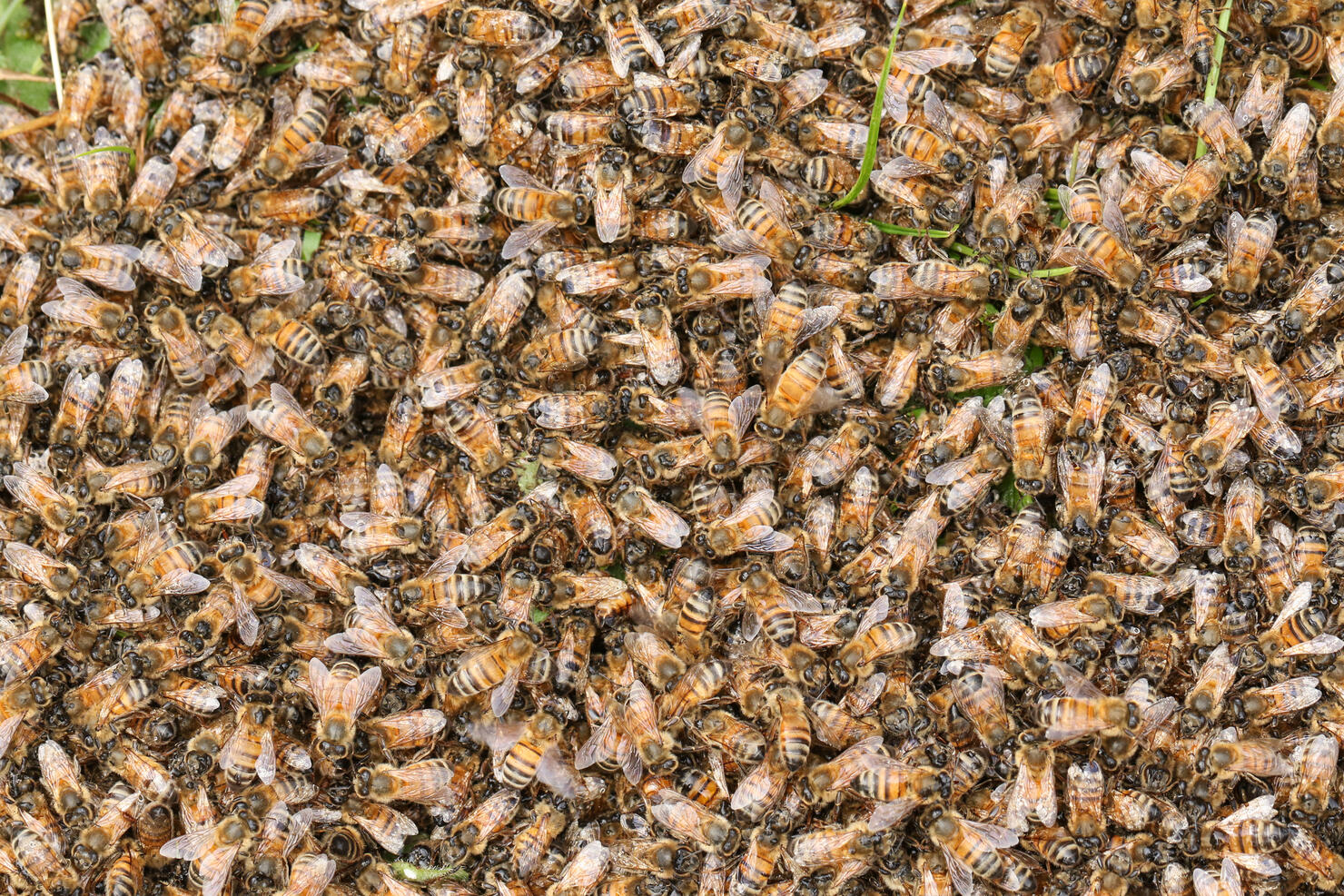 A swarm of hundreds of Honey Bee, Apis mellifera, covering the queen on the grass.