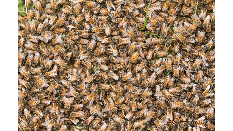 A swarm of hundreds of Honey Bee, Apis mellifera, covering the queen on the grass.