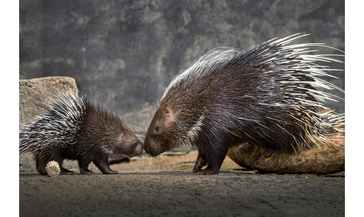 Mother and baby hedgehog (Hystrix brachyura).