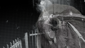 Mysterious Flying Creature Seen Pounding On Oklahoma Family’s Door At Night