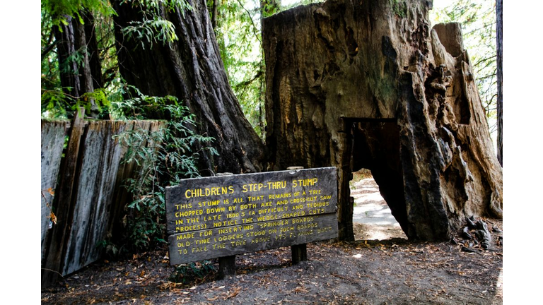 California, Humboldt Redwoods State Park, Childrens Step-Thru Stump and Sign