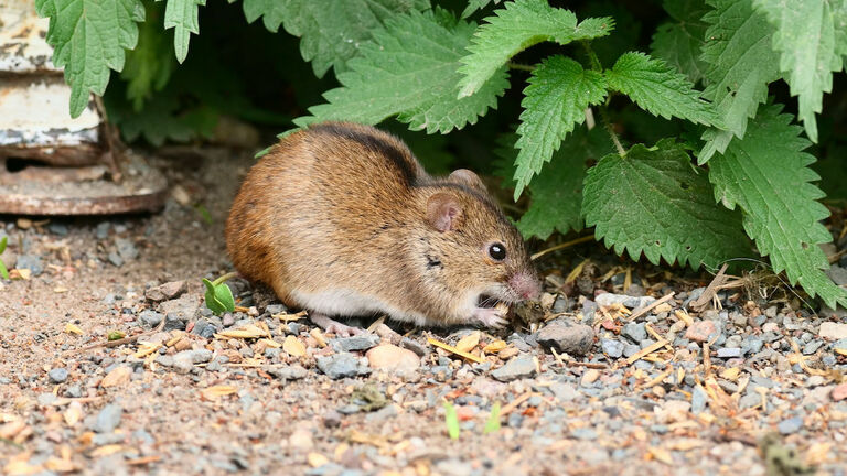 Fire Mouse - Apodemus agrarius