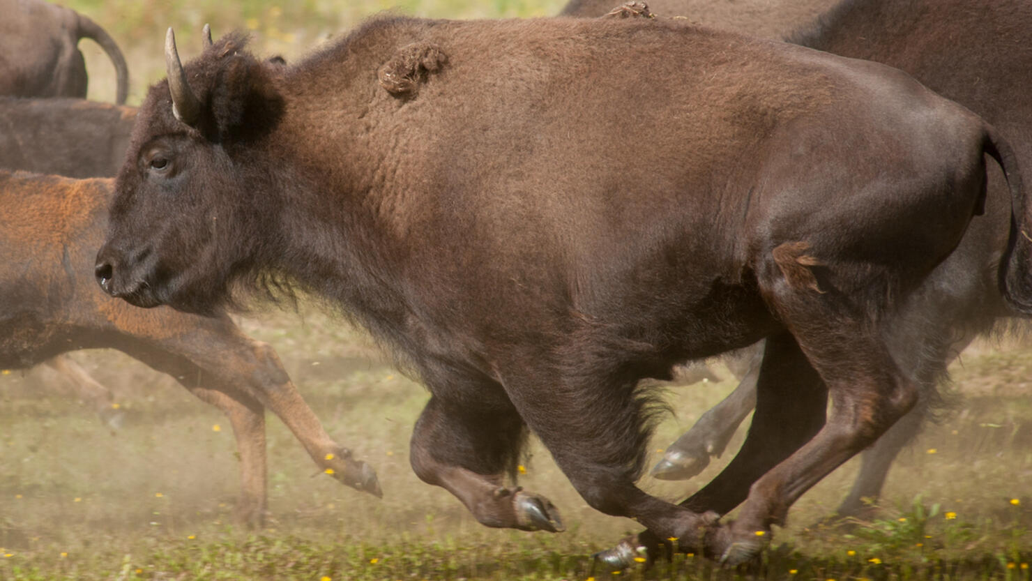 Herd of Bison running through an open field near Delta Junction, Alaska