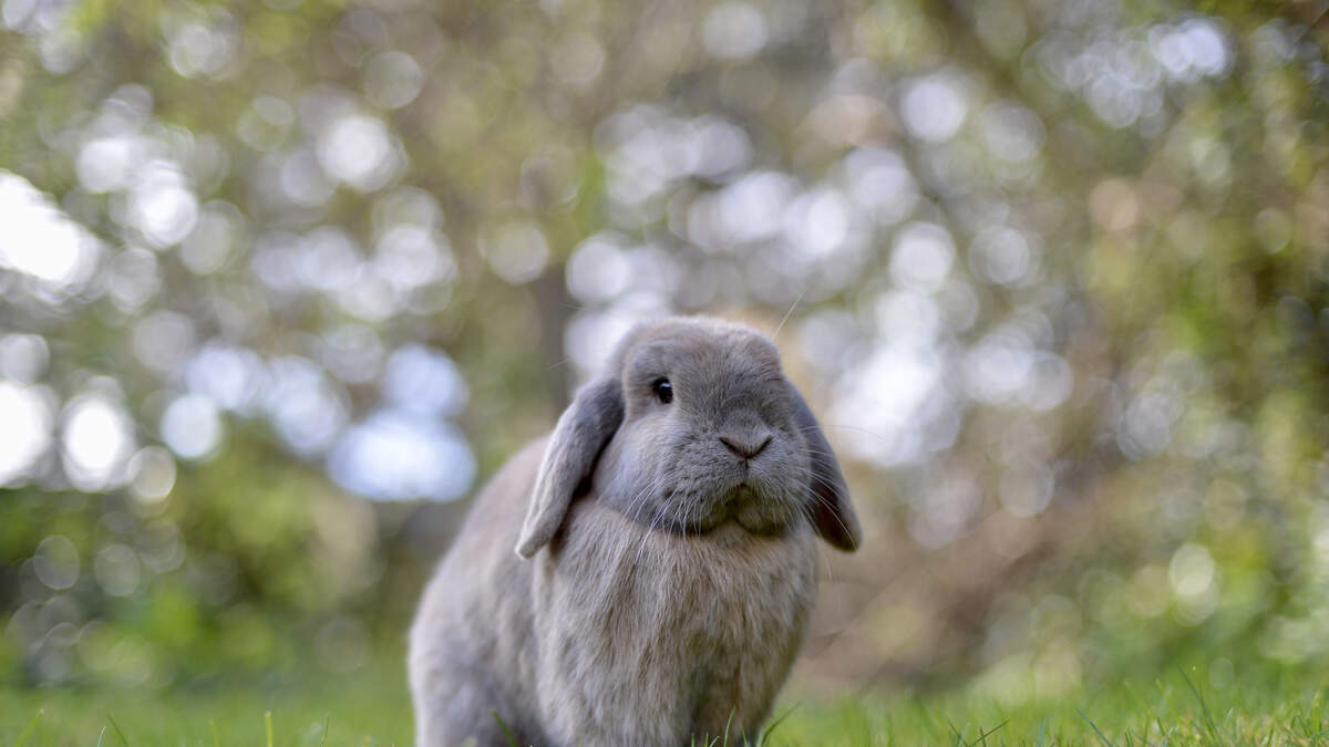 Domestic Rabbits Take Over Florida Neighborhood | Laser 101.7 | Laura