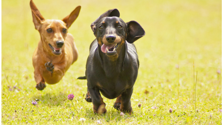 Miniature Smooth Haired Dachshunds