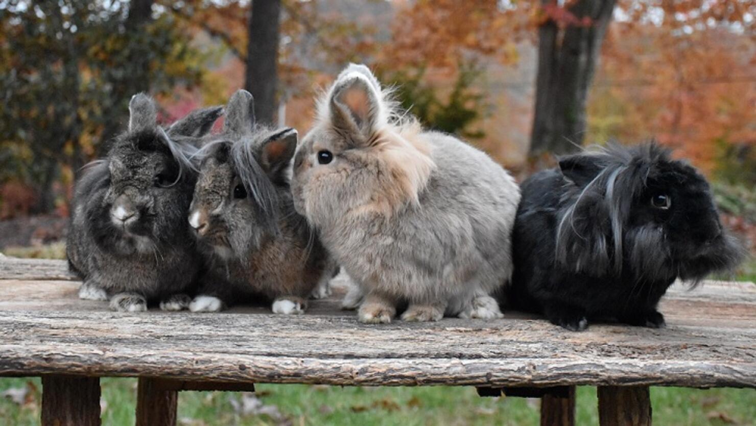 Video: Pet Rabbits Overrun Florida Neighborhood | iHeart