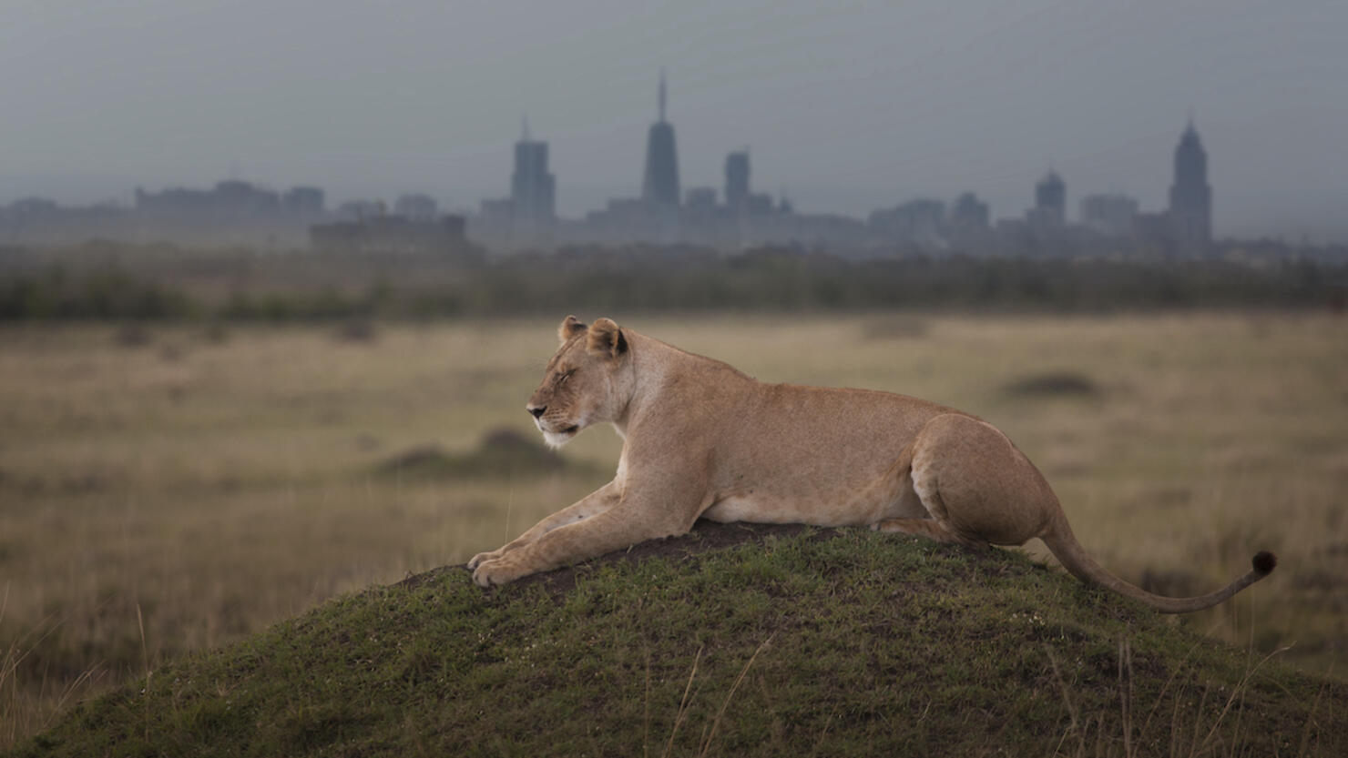 Lioness sleeping against modern city skyline.