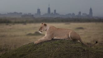 Video: Lion Roams Streets of Pakistani City After Escaping from Gang of Smugglers