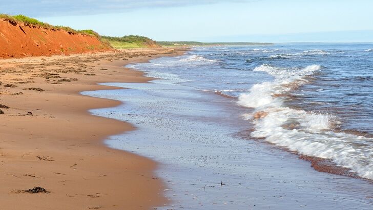 Nightmarish 'Mystery Creature' Remains Found on Beach in Canada