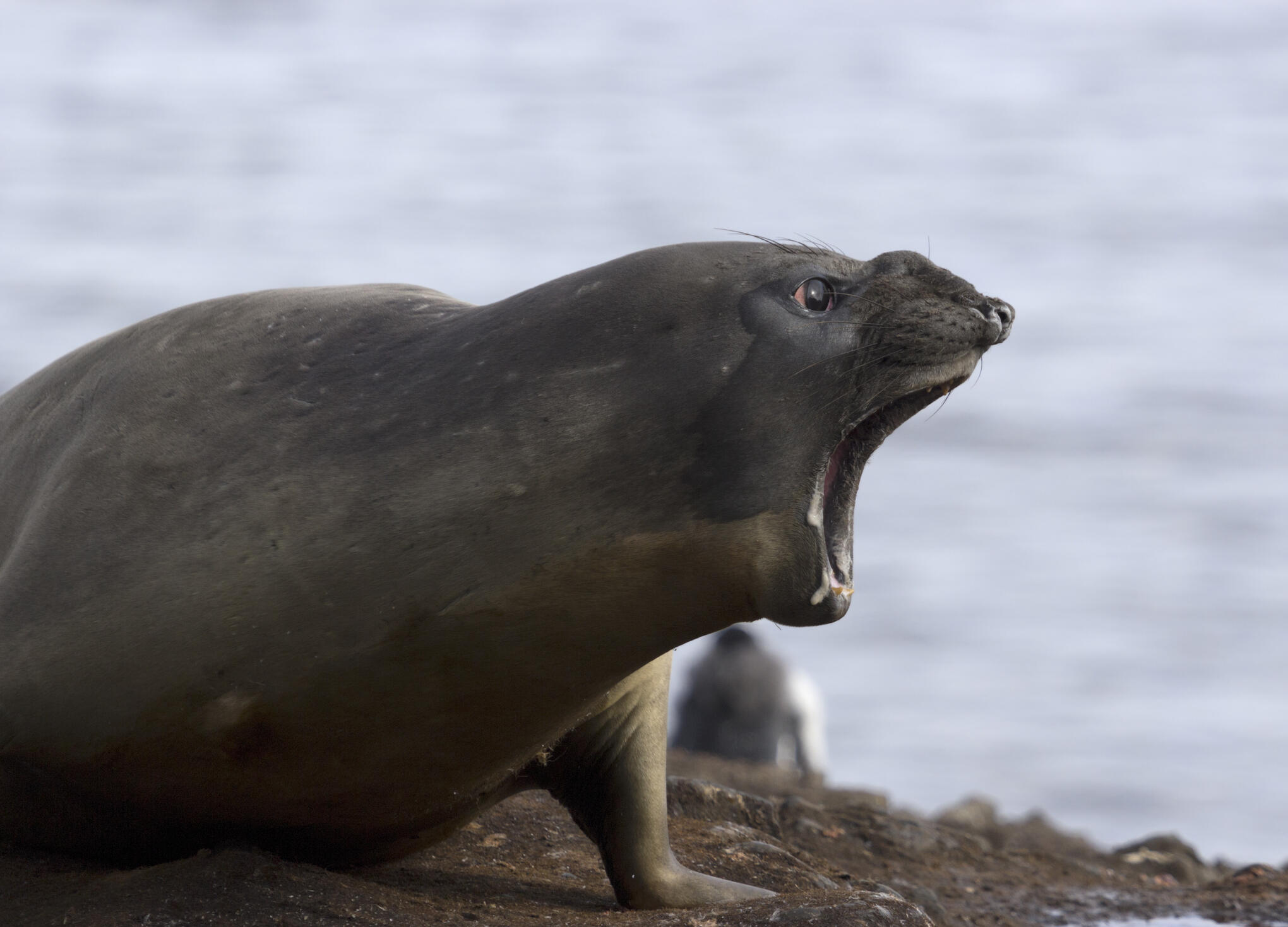 WATCH: Sea lions charge at tourists on San Diego beach