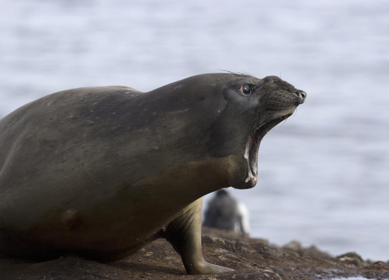 Howling sea lion