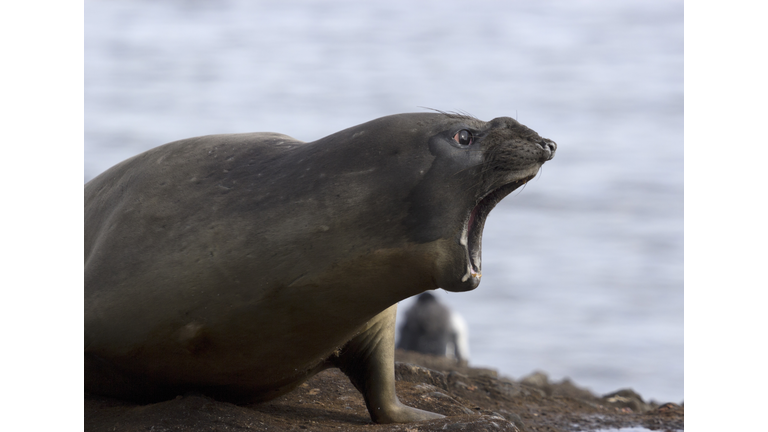 Howling sea lion