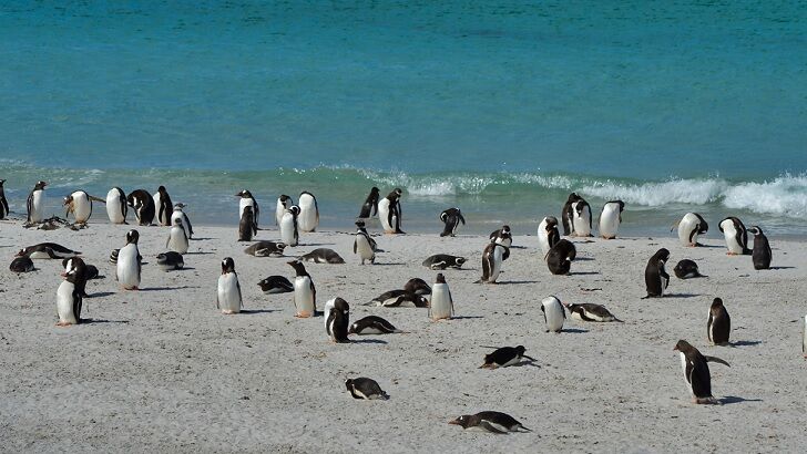 Thousands of Dead Penguins Mysteriously Wash Ashore in Uruguay