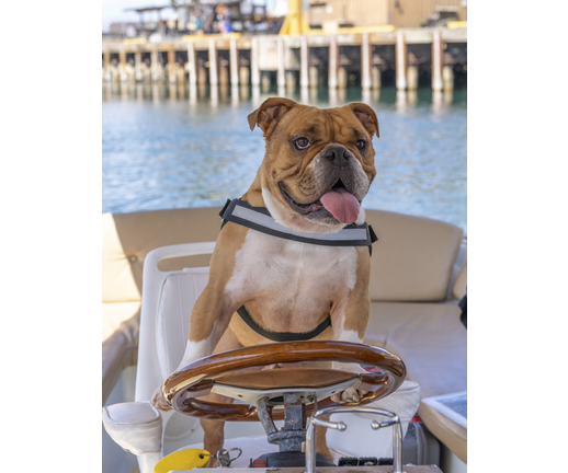 English bulldog driving a boat on the water