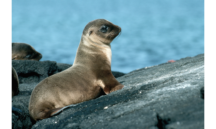 Galapagos Sea Lion Pup