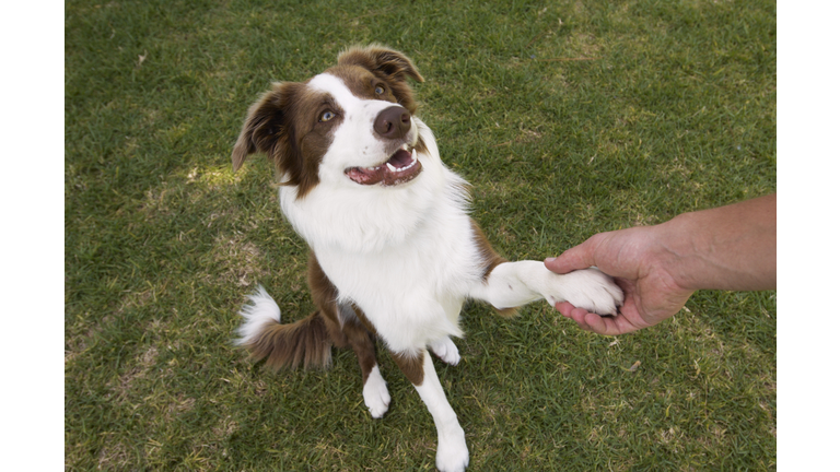 Man holding paw of border collie, elevated view