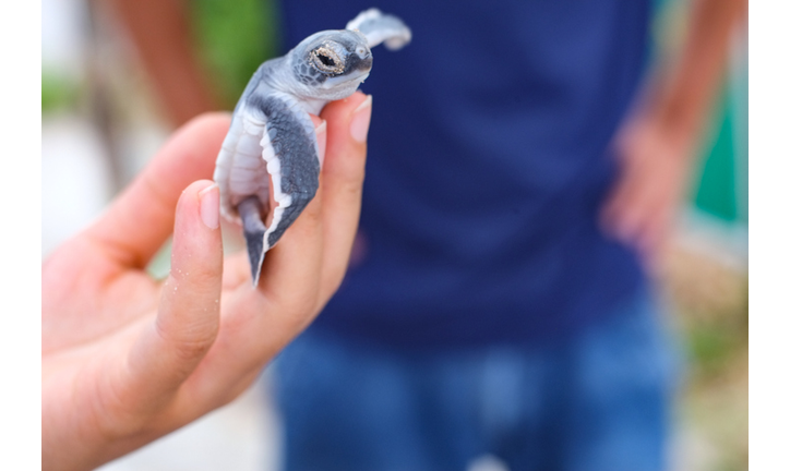 Baby sea turtle in Con Son island