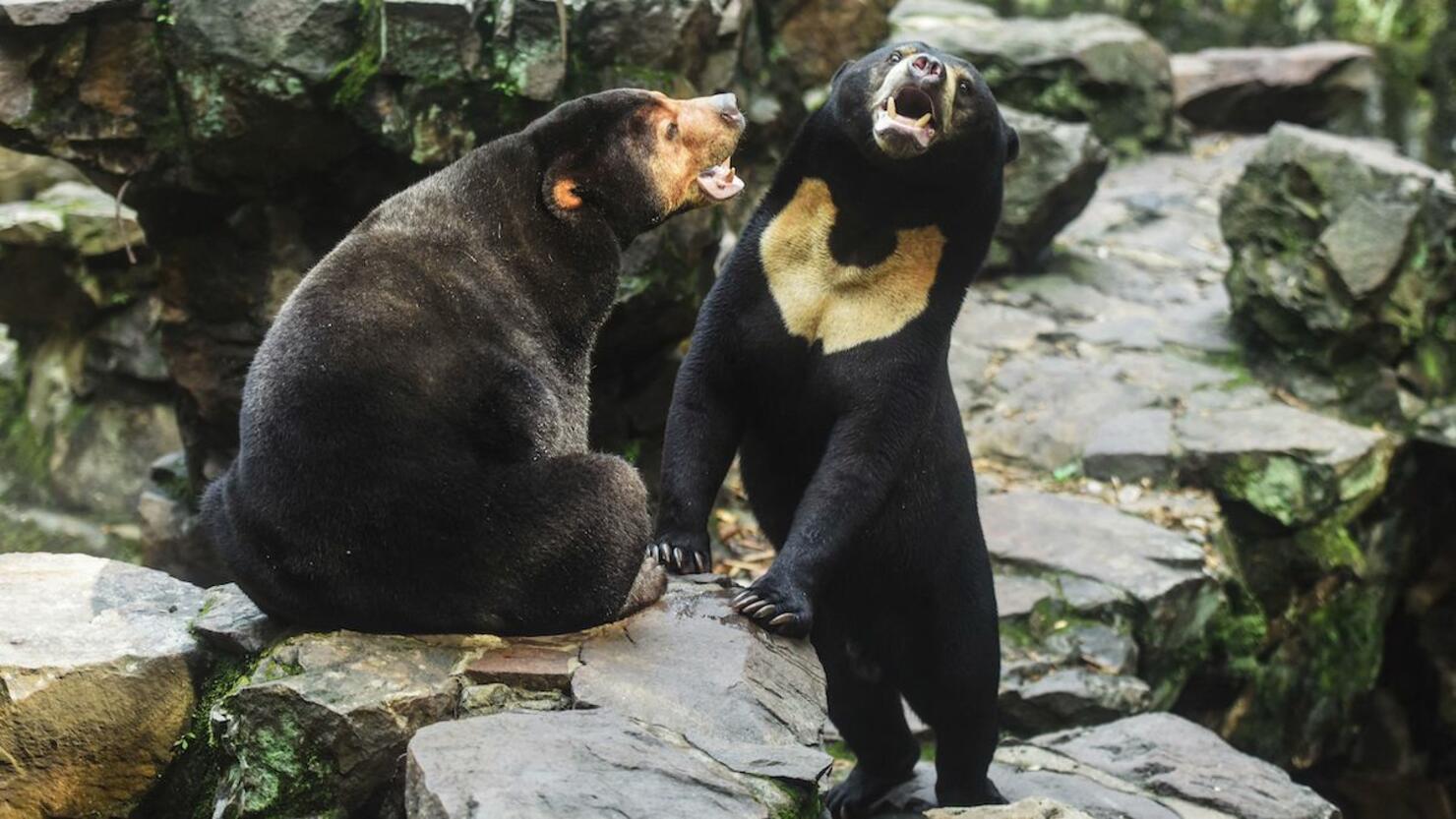 CHINA-ANIMAL-INTERNET-OFFBEAT