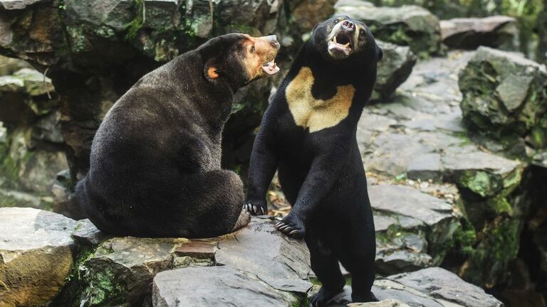 CHINA-ANIMAL-INTERNET-OFFBEAT