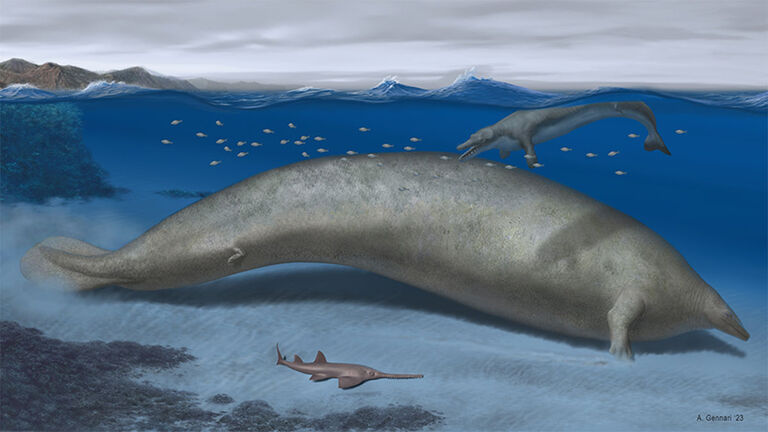 Perucetus colossus