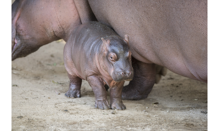 Newborn Hippopotamus and her mother