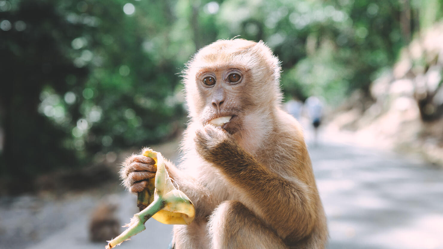 Portrait of monkey. Close-up monkey have a rest. Fooling around. Eating bananas. Thailand.