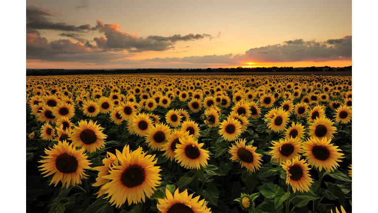 Sunflowers