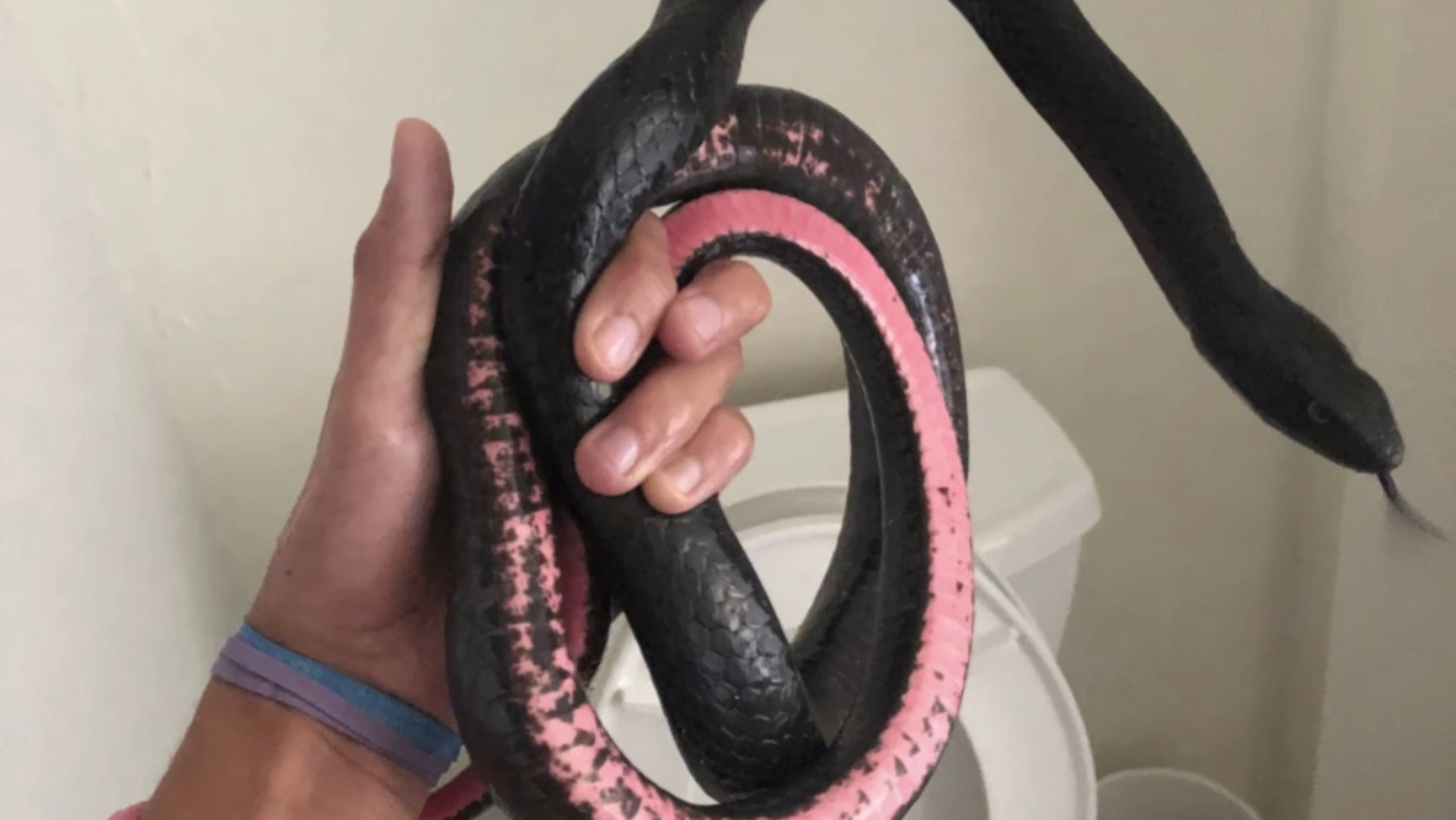 Wild footage shows snake slithering around toilet