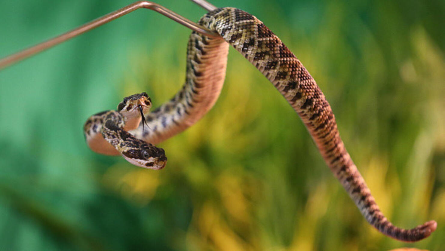 Rare two-headed snake found in Texas yard