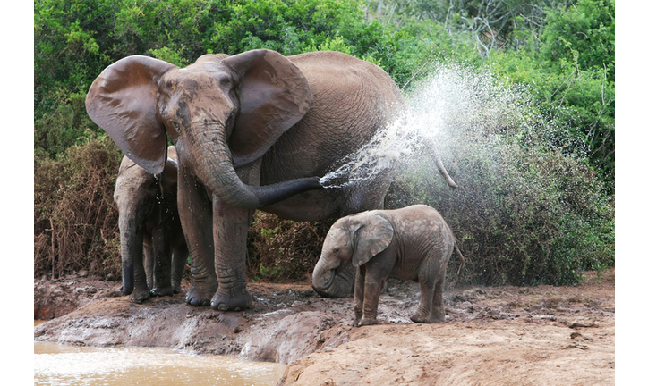 A mother elephant spraying water past her baby elephant