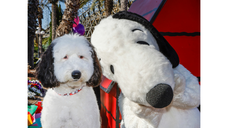 Snoopy Celebrates Birthday With Snoopy Look-Alike