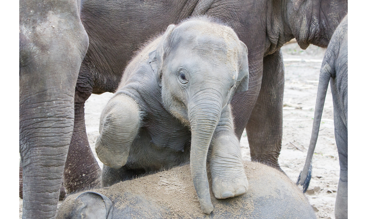 Two baby elephants playing in the sand