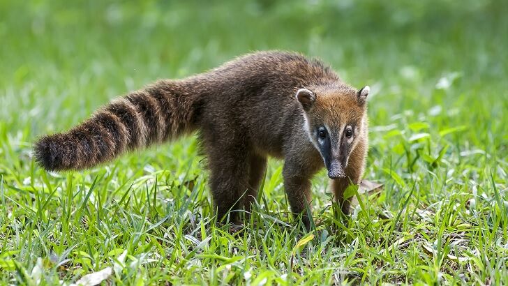 Mystery Creature Sightings in Oklahoma Spark Search for Suspected Coatimundi