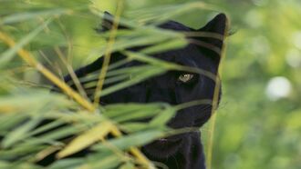 Watch: Panther Filmed Crossing Field in England?