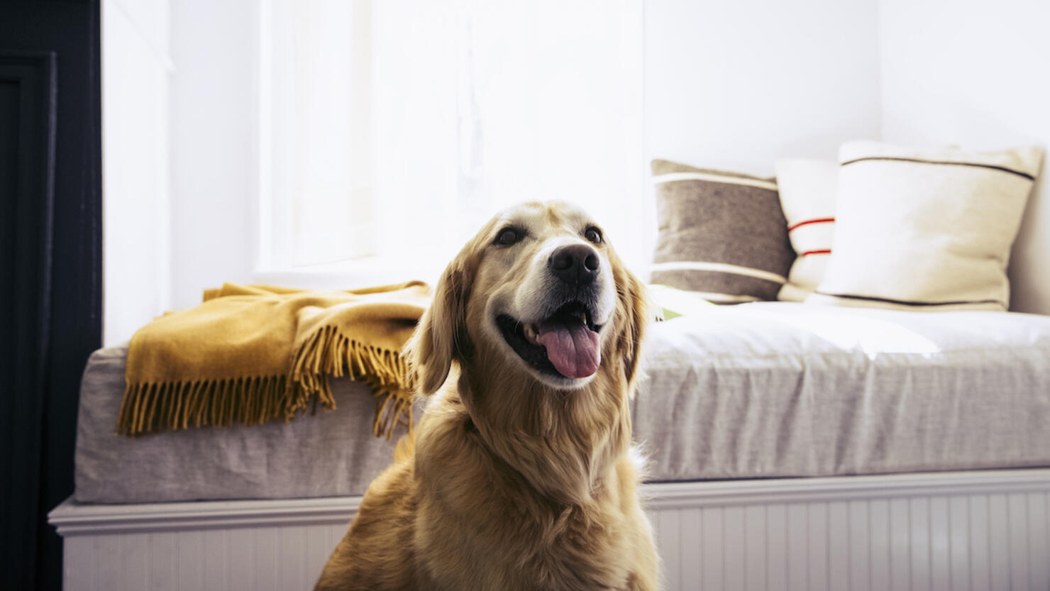 Dog sitting in front of bed at home