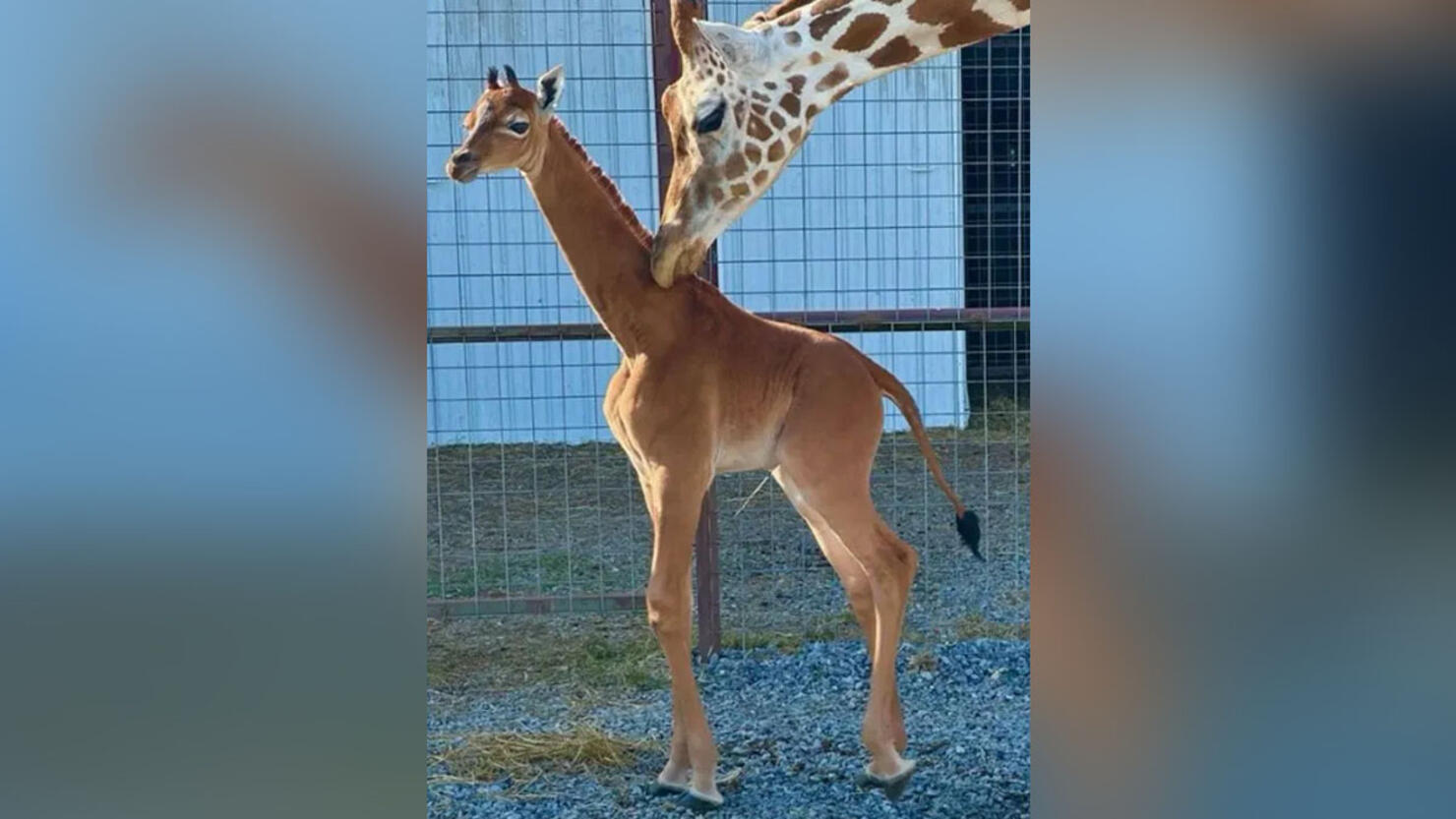 World's Only Spotless Giraffe Born At Tennessee Zoo | iHeart