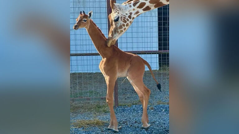 Spotless Giraffe