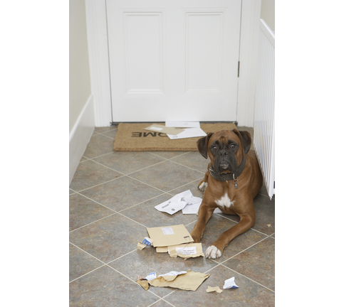 Dog lying by doormat and chewed mail