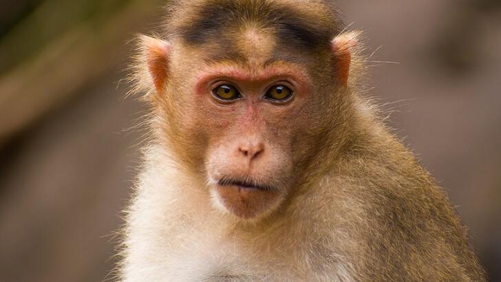 Watch: Florida Cops Searching For 'Mystery Monkey' Spotted Roaming ...