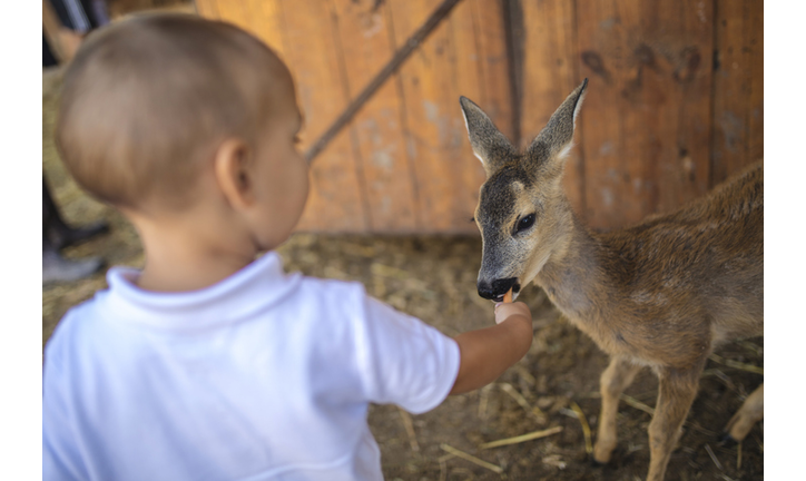 Young Boy Feeding a Fawn