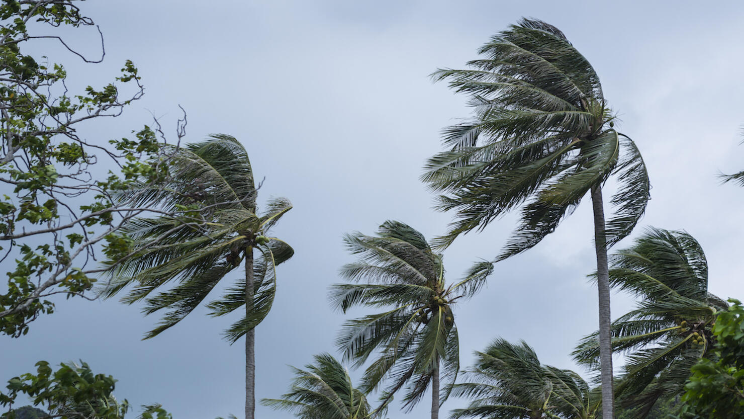 Group of Coconut palm trees blown in the strong wind of tropical storm