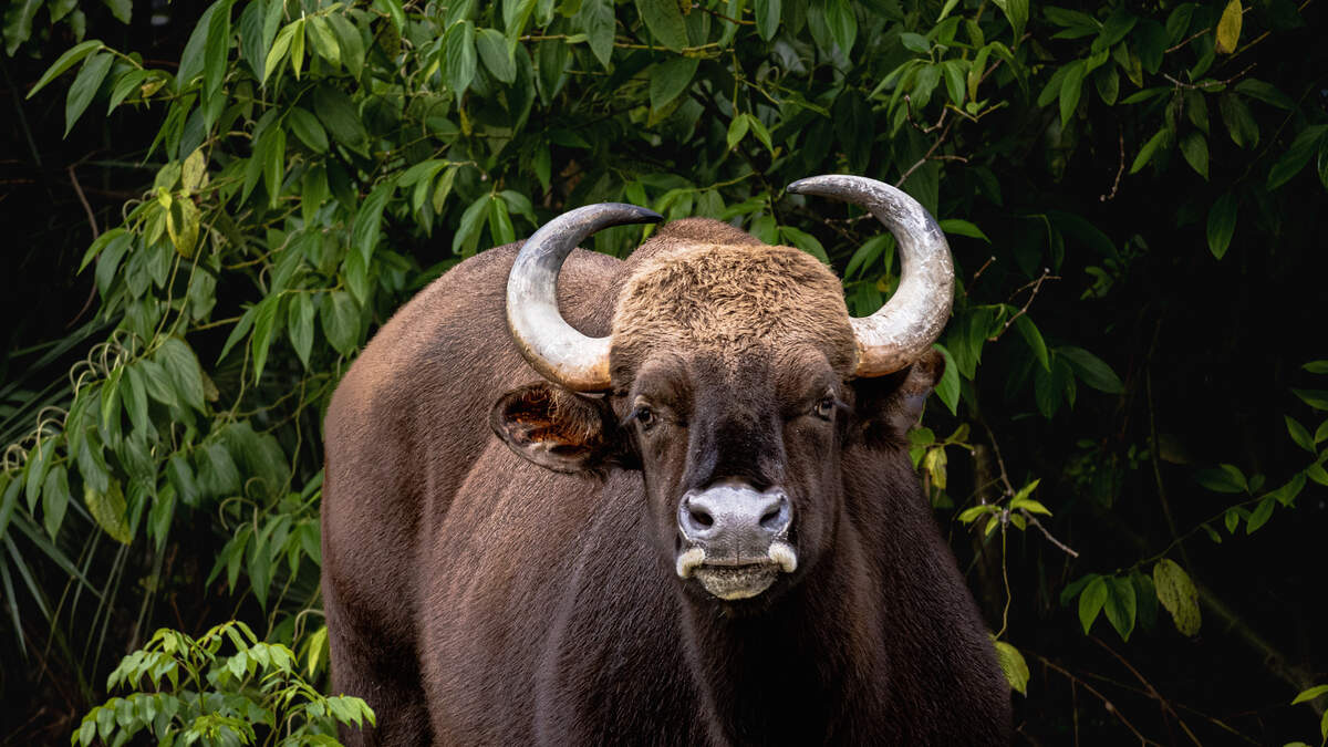 Fans find Bulls trophies on display in Lisle 'mesmerizing