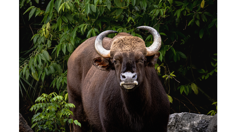 Portrait of goat standing against plants,Miami,Florida,United States,USA