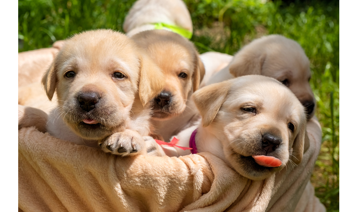 Basket with labrador puppies