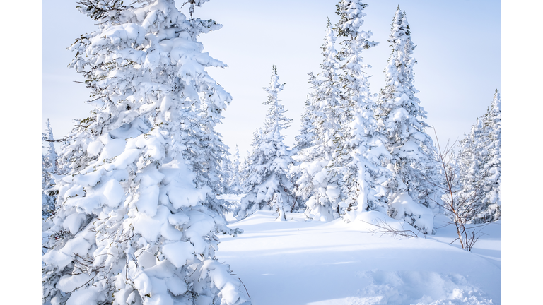 Winter landscape in Sheregesh ski resort in Russia, located in Mountain Shoriya, Siberia. Snow-covered fir trees on the background of mountains