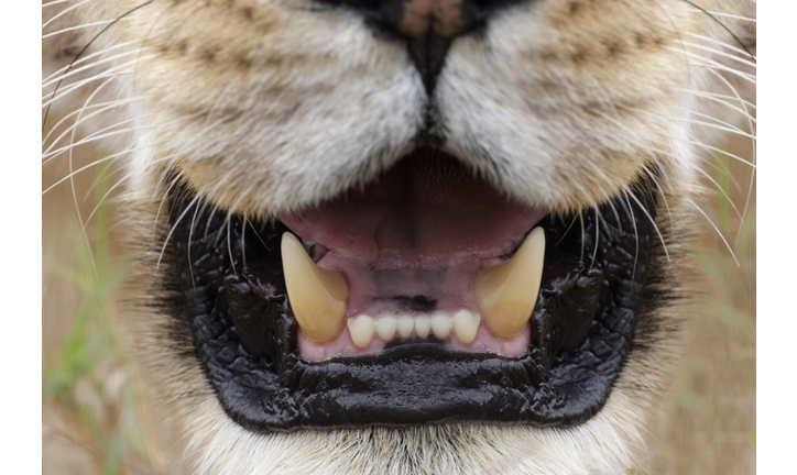 Close-up of Lioness Mouth