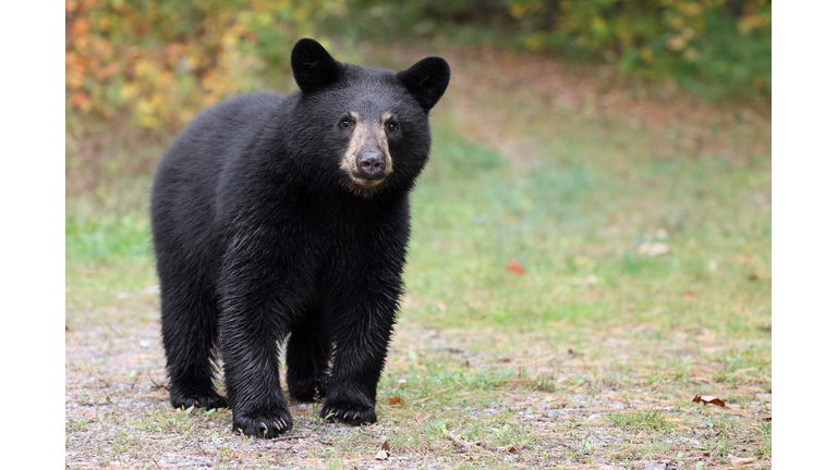 Black Bear Cub