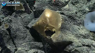 Strange Orb Found on the Depths of the Ocean Floor