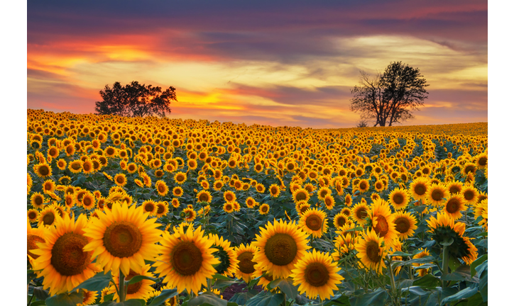 Blooming Sunflower Field